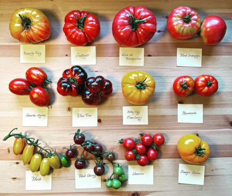 Pomidorų auginimo gudrybės (Sėjimas)